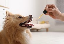What are the Benefits of CBD for Pets